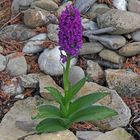 Dactylorhiza majalis-Breitblättrige Orchis die sich selber ausgsät hat...