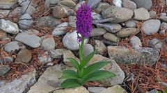 Dactylorhiza majalis-Breitblättrige Orchis die sich selber ausgsät hat...