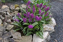 Dactylorhiza majalis-Breitblättrige Orchis gerade erblüht