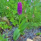 Dactylorhiza majalis   Breitblättrige Orchis im Garten...