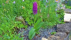 Dactylorhiza majalis   Breitblättrige Orchis im Garten...