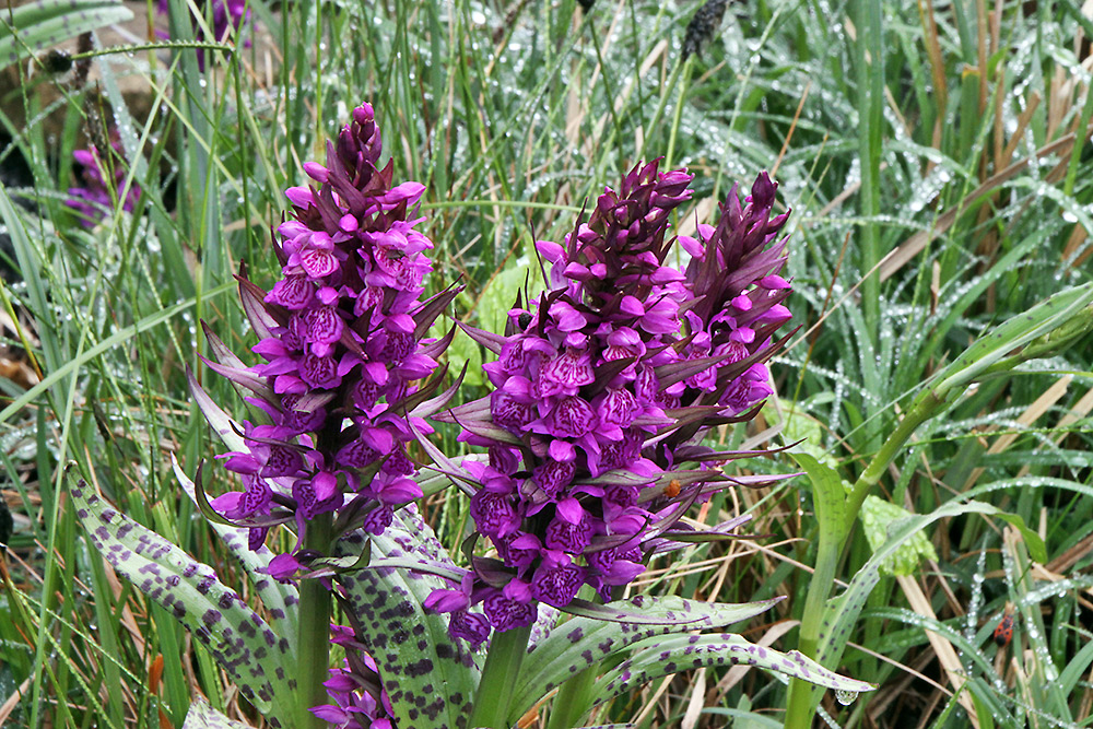 Dactylorhiza majalis-Breitblättrige Orchis im kleinen Sumpfbeet, die...