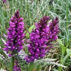 Dactylorhiza majalis-Breitblättrige Orchis im kleinen Sumpfbeet, die...