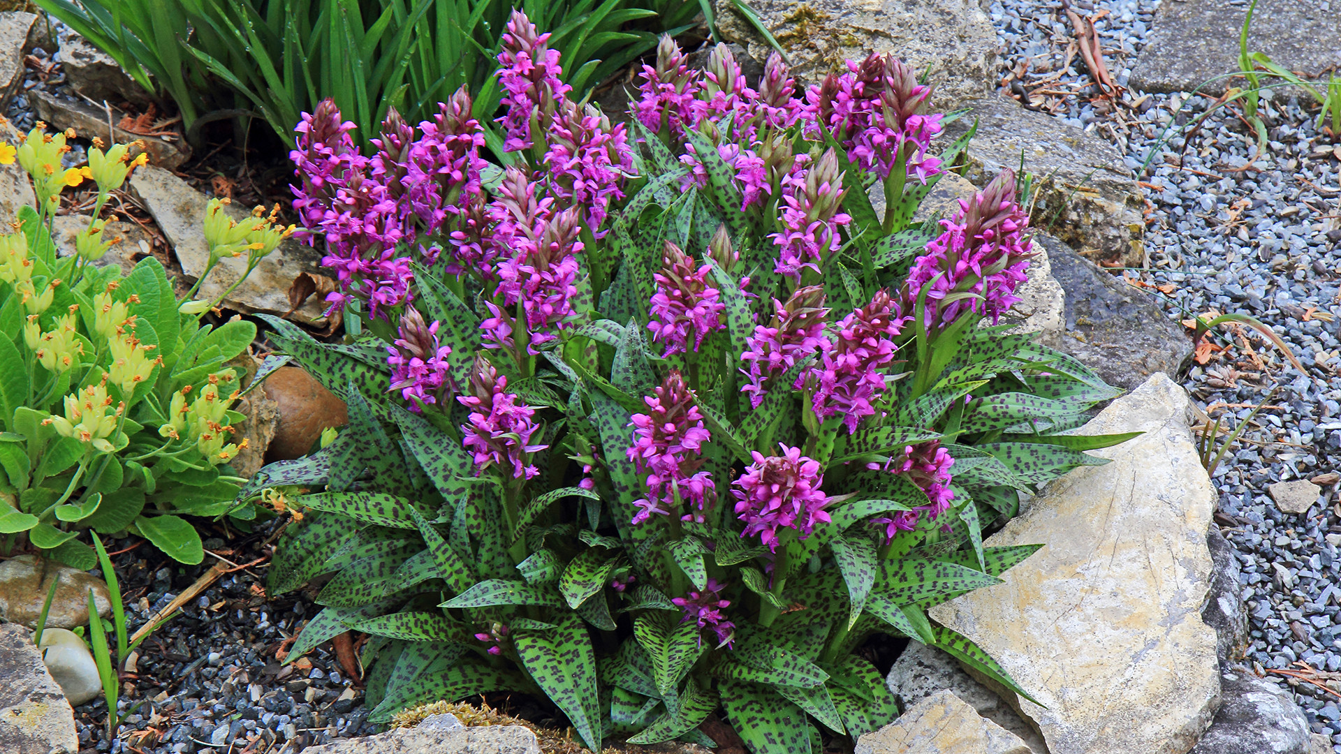 Dactylorhiza majalis-Breitblättrige Orchis in meinem Alpinum