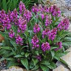 Dactylorhiza majalis-Breitblättrige Orchis in meinem Alpinum