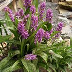 Dactylorhiza majalis- breitblättrige Orchis in meinem Alpinum