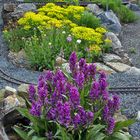 Dactylorhiza majalis - Breitblättrige Orchis und hier mein schönster Stock im Alpinum,...