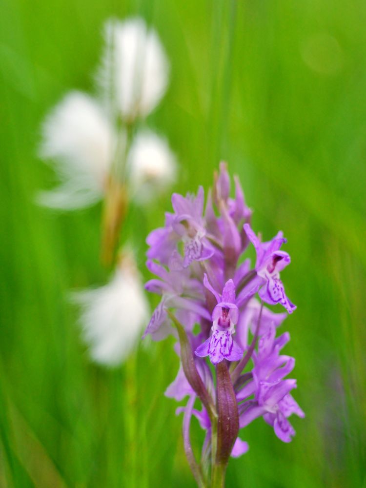 Dactylorhiza majalis, Breitblättriges Knabenkraut  