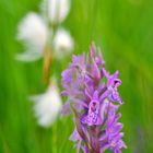 Dactylorhiza majalis, Breitblättriges Knabenkraut  