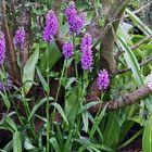 Dactylorhiza majalis-Breitblättriges Knabenkraut...