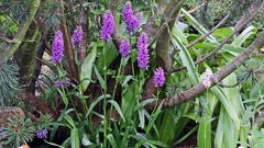 Dactylorhiza majalis-Breitblättriges Knabenkraut...