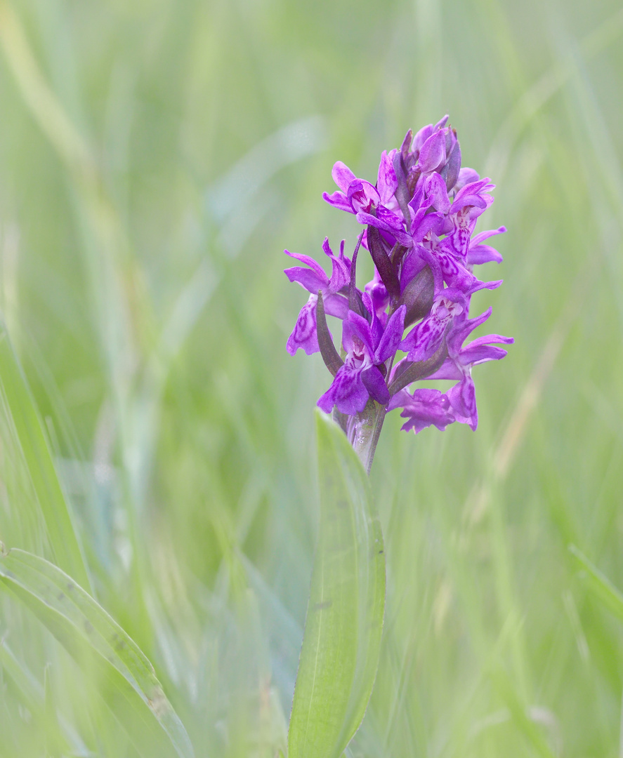 Dactylorhiza majalis - Breitblättriges Knabenkraut