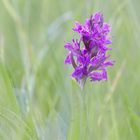 Dactylorhiza majalis - Breitblättriges Knabenkraut