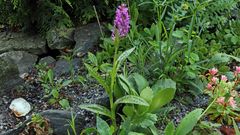 Dactylorhiza majalis - Breitblättriges Knabenkraut, das...