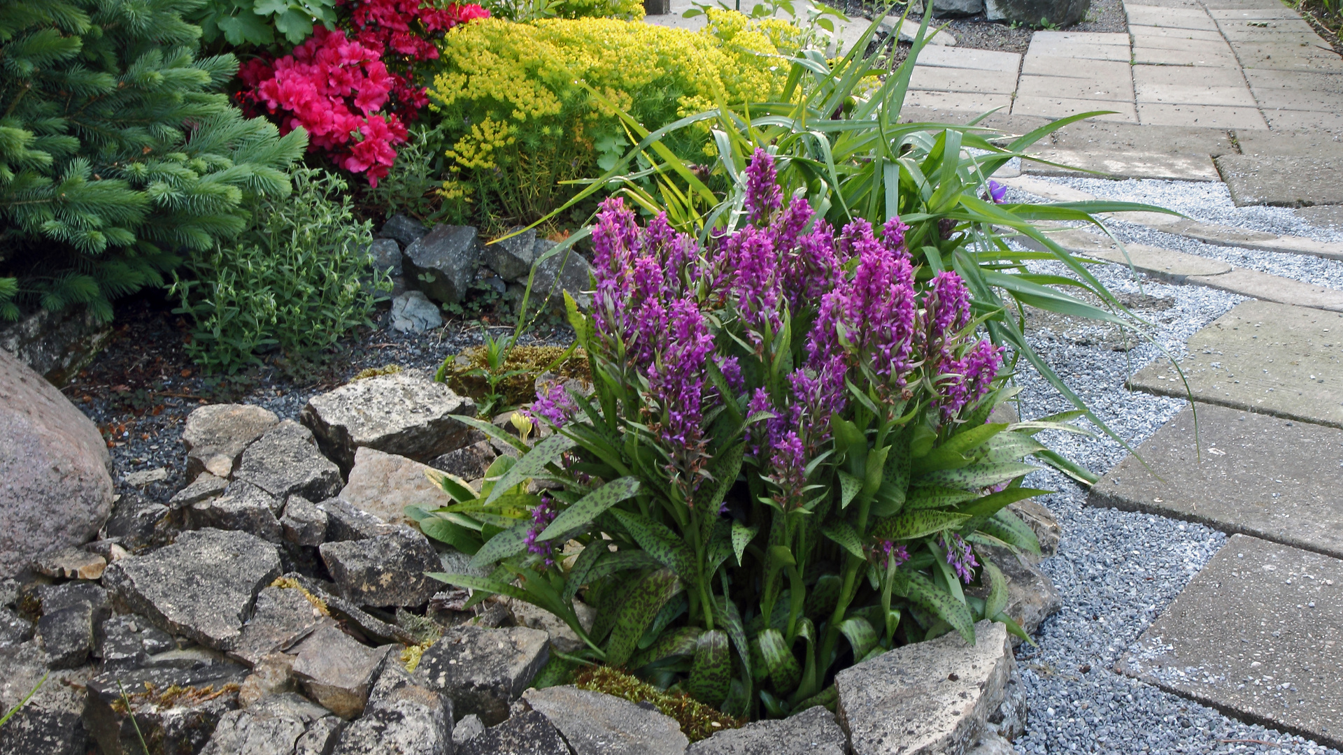 Dactylorhiza majalis-Breitblättriges Knabenkraut seit fast 20 Jahren an diesem Platz...