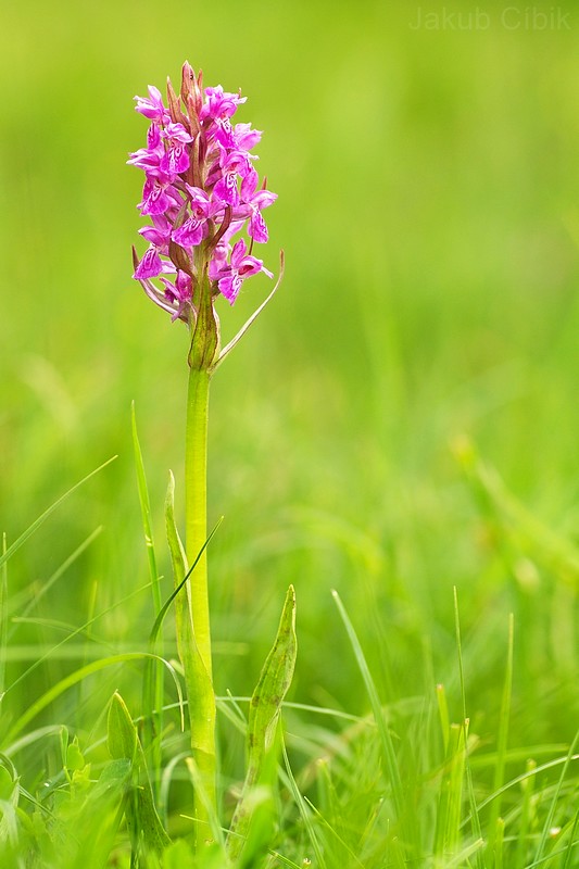 Dactylorhiza majalis