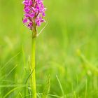 Dactylorhiza majalis