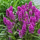 Dactylorhiza majalis - das breitblättrige Knabenkraut ist Orchidee de Jahres 2020...