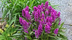 Dactylorhiza majalis - das breitblättrige Knabenkraut ist Orchidee de Jahres 2020...