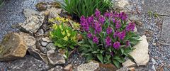 Dactylorhiza majalis die breitblättrige Orchis ist der Star meiner Freilandorchideen,