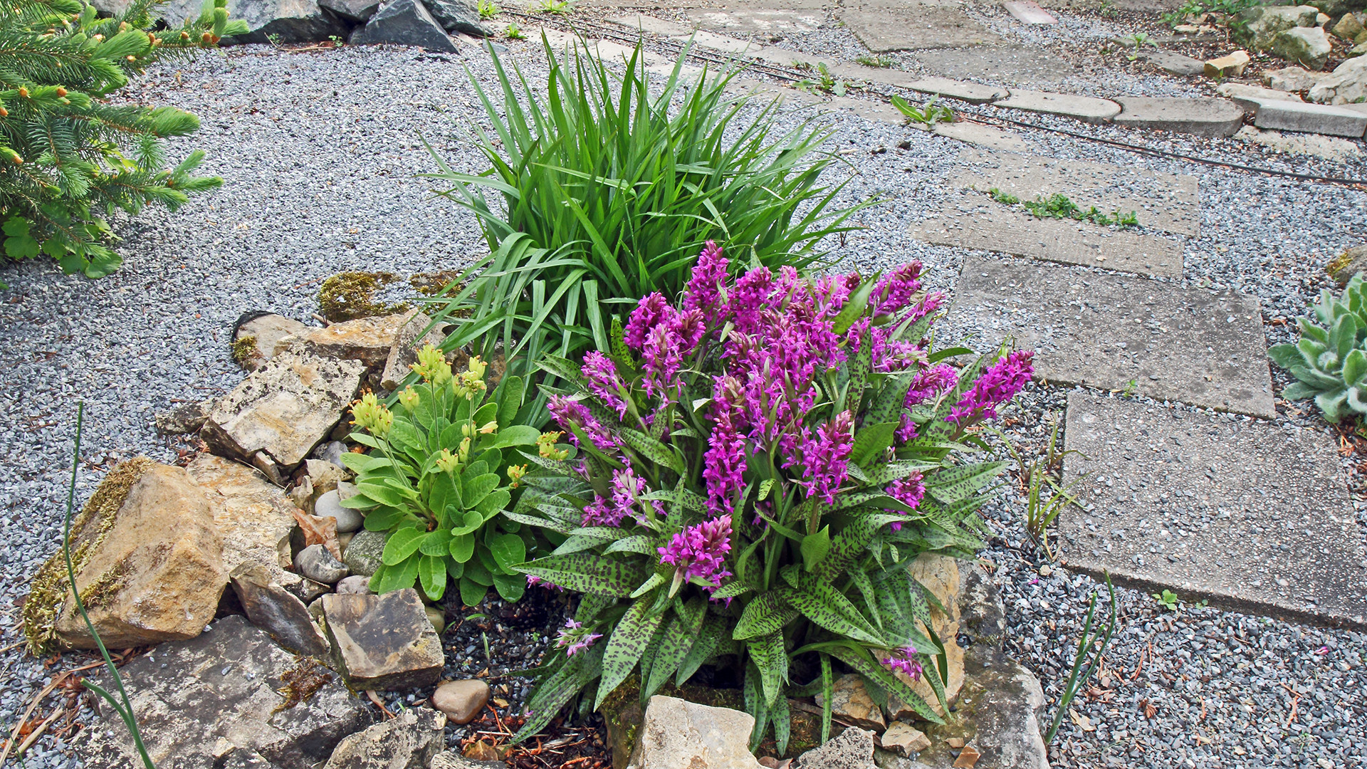 Dactylorhiza majalis im Sächsischen Flachland und noch dazu ...