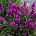 Dactylorhiza majalis  in größerem Ausschnitt und größeren Blüten