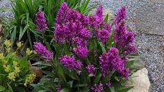 Dactylorhiza majalis  in größerem Ausschnitt und größeren Blüten