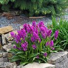 Dactylorhiza majalis nun voll in Blüte und es sind mit den kleineren über 30 Blütenstände...!!