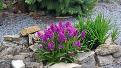 Dactylorhiza majalis nun voll in Blüte und es sind mit den kleineren über 30 Blütenstände...!!