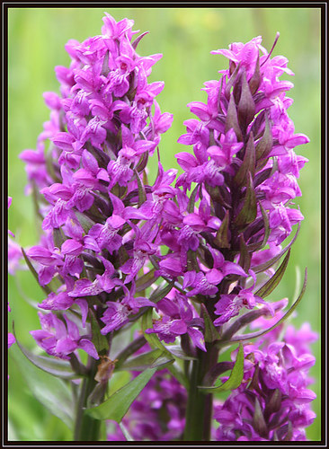 Dactylorhiza majalis, (Syn.Orchis majalis)