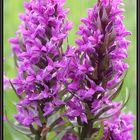 Dactylorhiza majalis, (Syn.Orchis majalis)