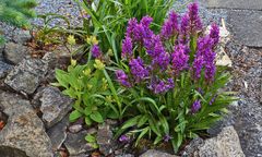 Dactylorhiza majalis wieder mit fast 30 Blüten, wie schon seit fast 20 Jahren...