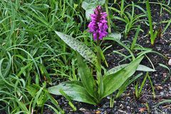 Dactylorhiza makulata