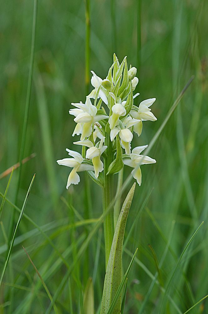 Dactylorhiza ochroleuca - Strohgelbe Fingerwurz