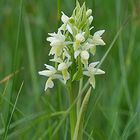 Dactylorhiza ochroleuca - Strohgelbe Fingerwurz