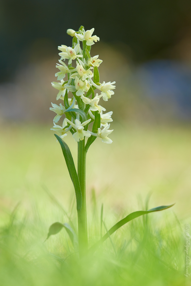 Dactylorhiza romana