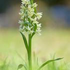 Dactylorhiza romana