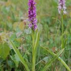 Dactylorhiza ruthei - ganze Pflanze auf Usedom