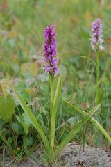 Dactylorhiza ruthei - ganze Pflanze auf Usedom