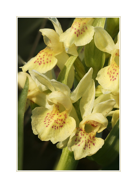 Dactylorhiza sambucina