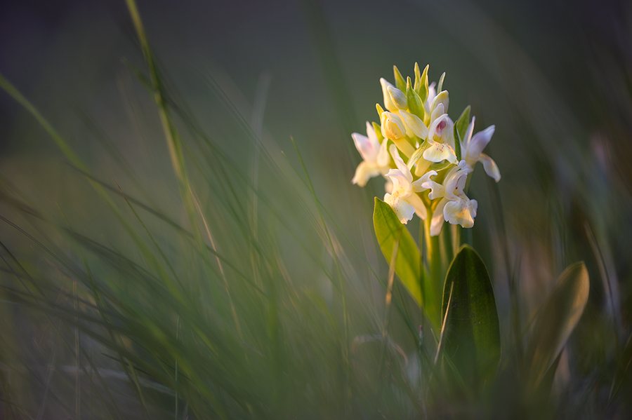 Dactylorhiza sambucina