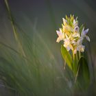 Dactylorhiza sambucina