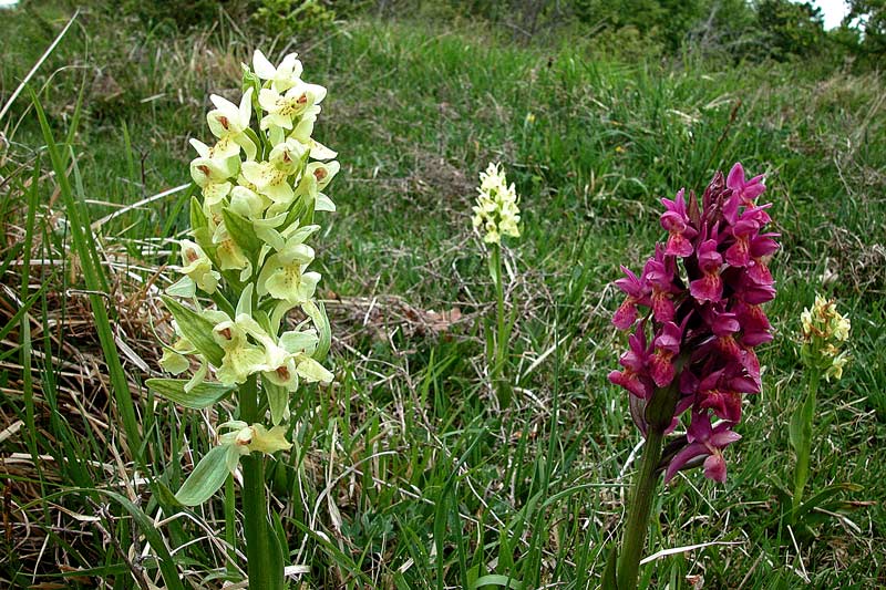 Dactylorhiza sambucina