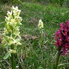 Dactylorhiza sambucina