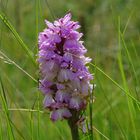 Dactylorhiza sphagnicola - Blütenstand