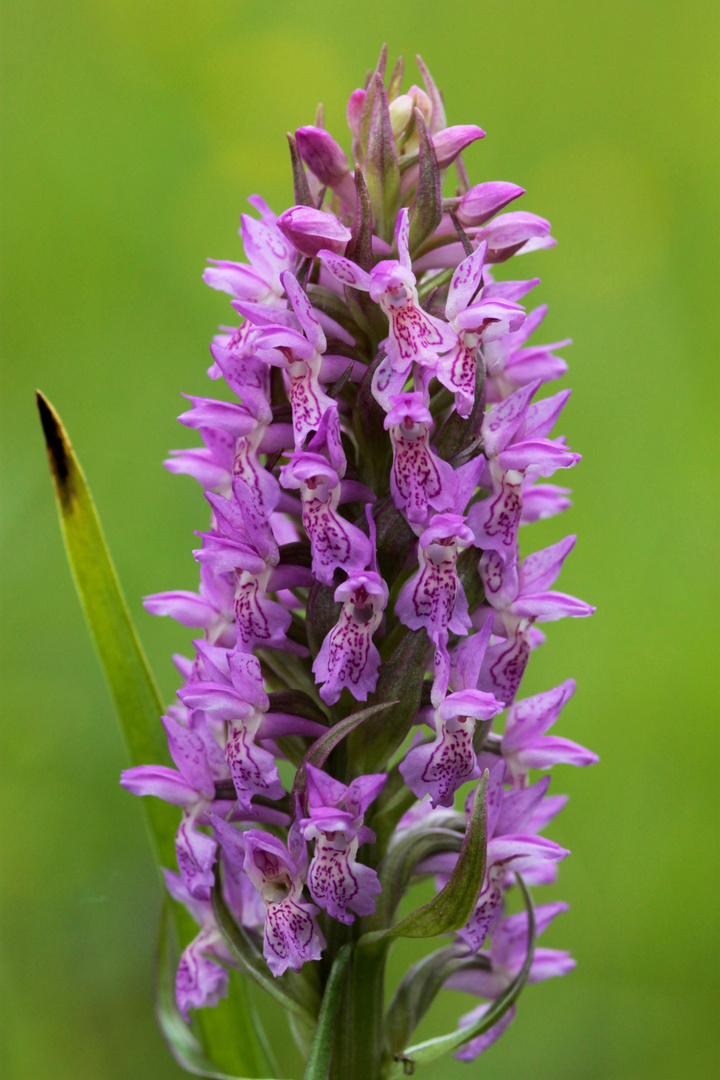 Dactylorhiza (Sud gironde)