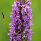 Dactylorhiza (Sud gironde)