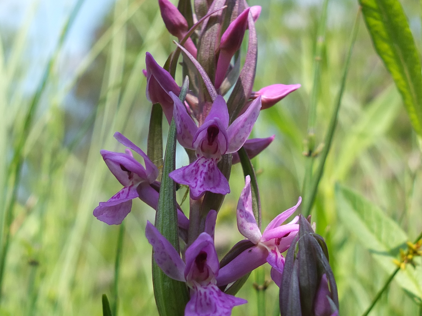 Dactylorhiza traunsteineri, Traunsteiners Fingerwurz