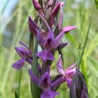 Dactylorhiza traunsteineri, Traunsteiners Fingerwurz