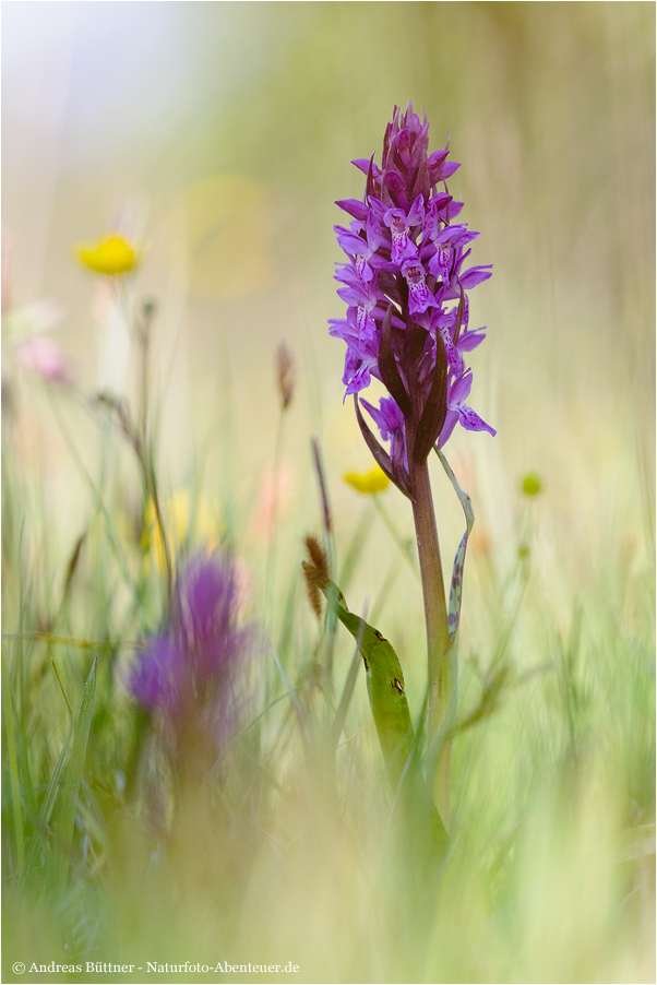 ~ Dactylorhiza x aschersoniana (D. incarnata x D. majalis) ~